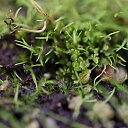 Utricularia-fulva-alorsgarden